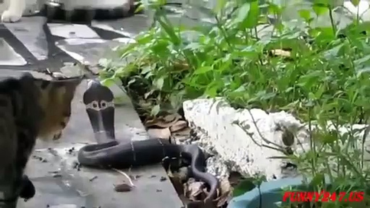 Animals Attack - Cat vs Snake! Amazing Cat Attack Snake - Cat vs