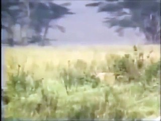 animal attack video. Group of buffalo attack Lion Day and Night animals attack. - Copy - Copy