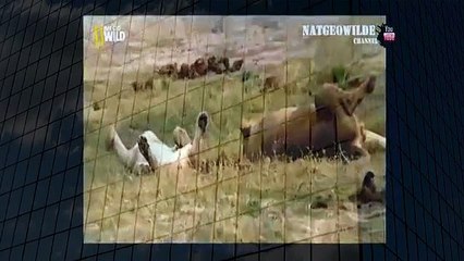 Mongoose vs lion Fight of a tiny small animal and huge lion Mongoose the Winner Rare shots   YouTube (3)