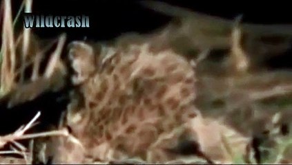 best animal video. Hyena Revenge Lion Lion Kill Hyena Cub and Hyena Kill Lion cub animals attack.