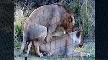 Lion Making Love Mating Animals   Animal Attacks And Loves when animals attack (2)