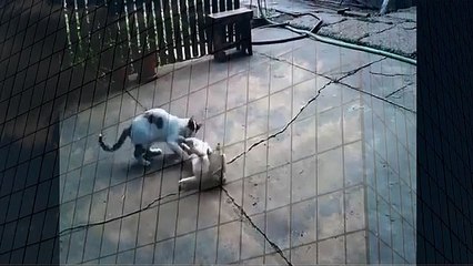 Most funny cat and dog ever when animals attack (2)