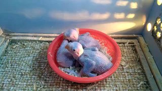 Gray parrot chicks in a basket