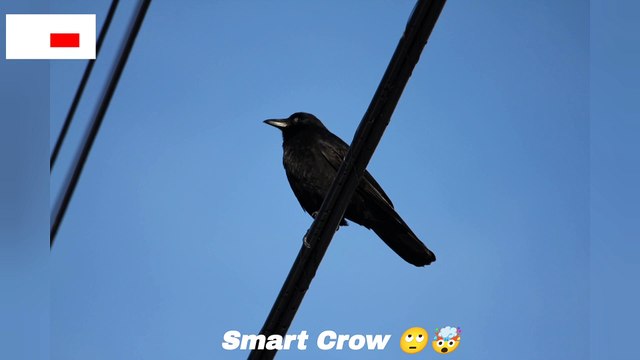 Thirsty Crow When I was a child, I read it in a school story, see it in reality Today. #crow #nature #birds #thirstycrow #naturelovers #inspiresemotions ❤️ Inspires Emotions ❤️