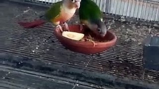 Sunconure parrots and their chicks