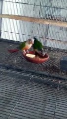 Sunconure parrots and their chicks