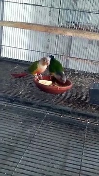 Sunconure parrots and their chicks