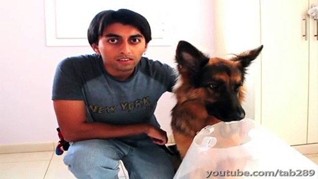 Clicker Training Tutorial- Cone Wearing!