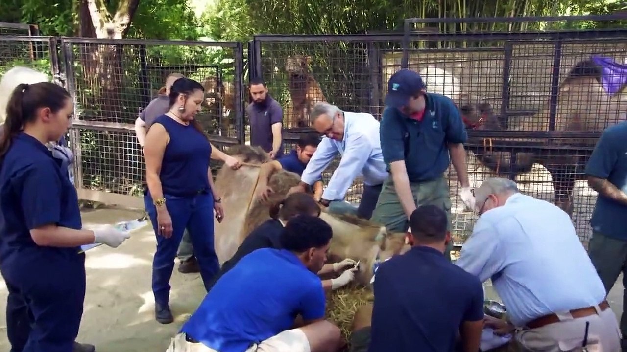 The Zoo - Se3 - Ep01 - the marvelous mott mott HD Watch