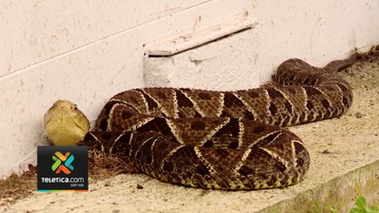 tn7-universitaria-mordida-por-terciopelo-fue-operada-dos-veces-130223