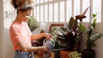 16 Colorful, Mood-Boosting Houseplants to Brighten Your Space