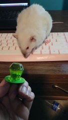 Albino Pet Rat Cleans off Paws on Keyboard