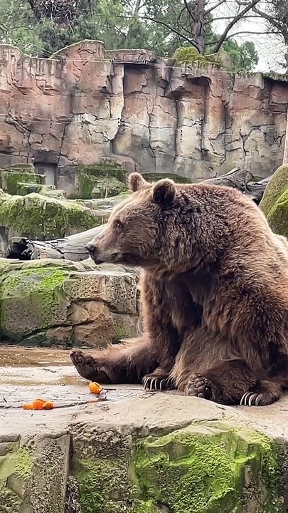 Silly Goofy Bear