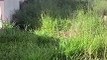Moradora do Jardim Tókio reclama que falta de limpeza nos terrenos tem atraído animais peçonhentos - mato alto