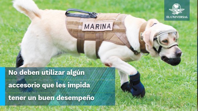 Conoce la razón por la que los perritos rescatistas no utilizan botitas como “Frida”