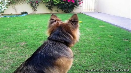 How To Train A Dog To Sit W- Distance! (Advanced)