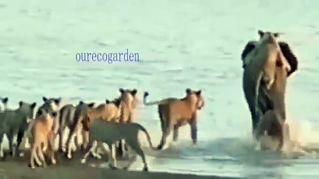 besst animals video. Biggest wild animal fights CRAZIEST Animals Attack Caught Crazy an animals attack.