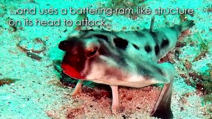 10 of the MOST AMAZING SEA CREATURES ever discovered!
