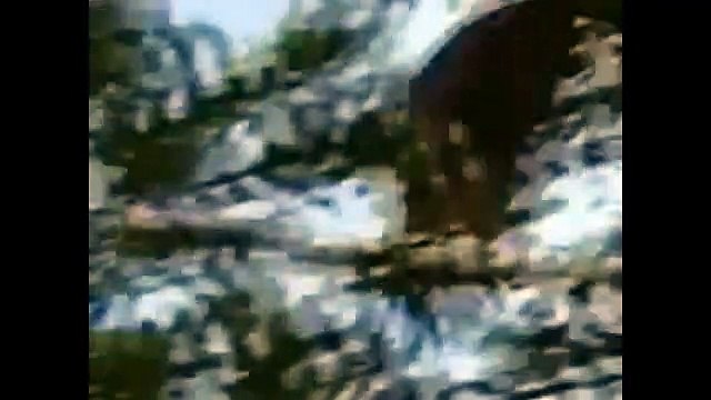 Eagle attacks Wolf, Man, other Animals - Animal Attack Video Com
