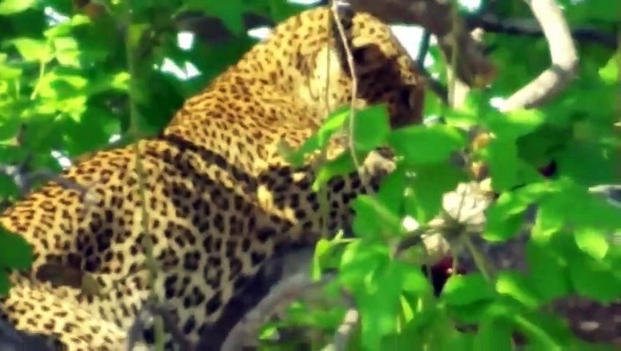 Leopard Silent Attack Over Cheetah, Wild Dogs, Gazelle, and Impala Wild Animals Fight To The Death