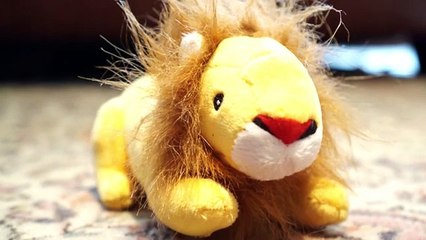 Rhodesdian Ridgeback Learns To Hunt Lions - Marking Our Territoy