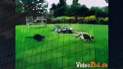 So funny comedian Cats when animals attack
