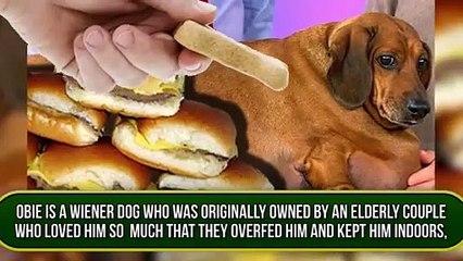 10 Most Unusual Pets Ever