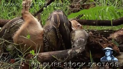 Python Attack Compilation 02 Time Lapse