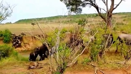Male Lion Better Hunter than Lioness