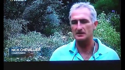 Buffalo's Kill Lion Real Fight - Wild Animal Fights