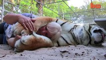 Florida Woman Keeps Bengal Tigers In Her Garden