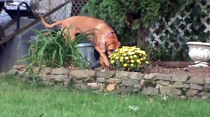 Rhodesian Ridgeback Nala The Lion Hunter
