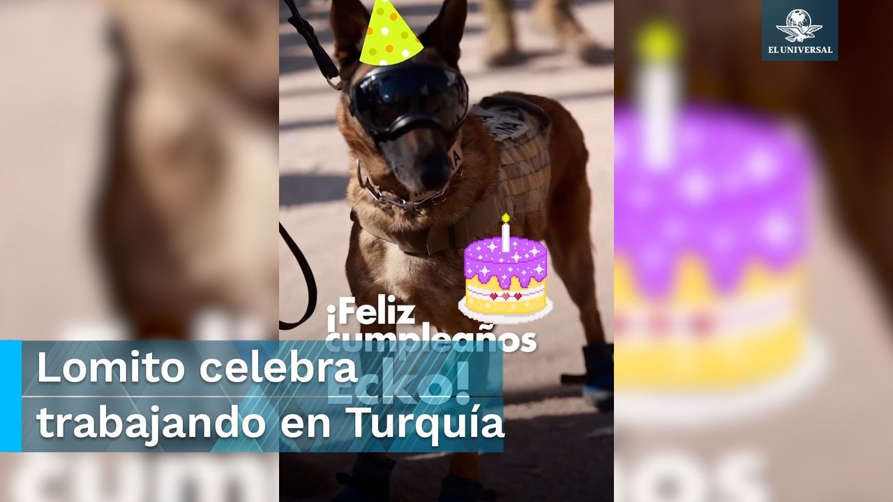 "Ecko", perrito rescatista mexicano en Turquíacumple años