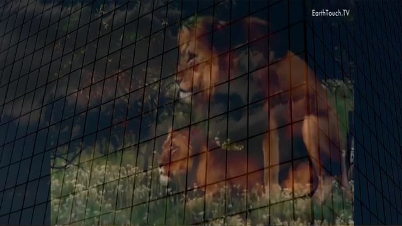 Lion Mating Ritual up Close Animal Mating Live 2023 Animal Mating Live   YouTube when animals attack