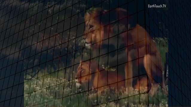 Lion Mating Ritual up Close Animal Mating Live 2023 Animal Mating Live YouTube when animals attack