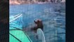 Sea Lion Attacks Kayaker Best Wild Animal Videos   Animal Attacks And Loves when animals attack