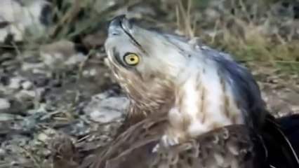 Eagle vs & attacks Cobra, Animal Fight Videos Compilation 2015