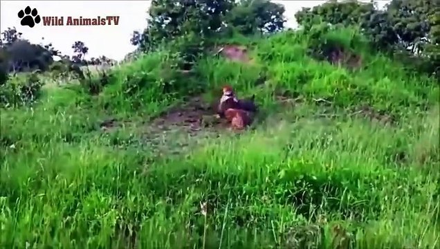 Leopard vs Wild Boars Wild Animal Fights 2015 (2)