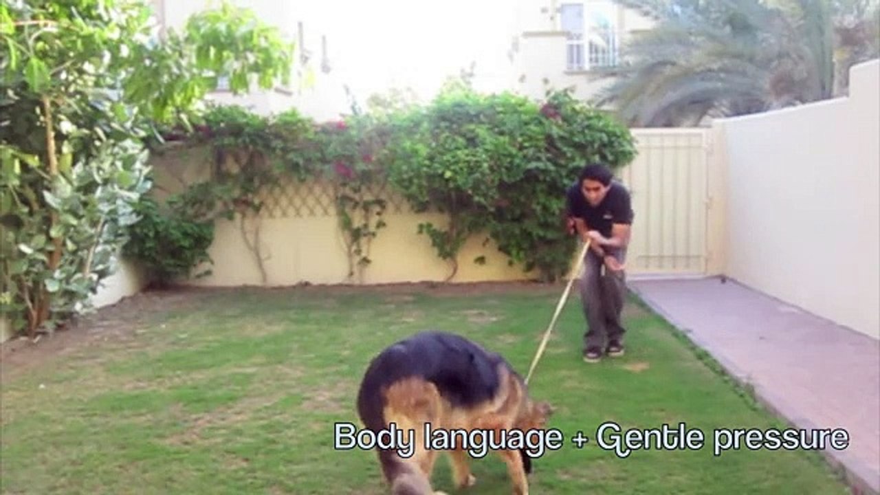 How to teach your dog to STOP pulling! (part 1)