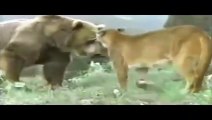 Wild Animal Attacks   Big Battle Animals Real Fight   Video HD
