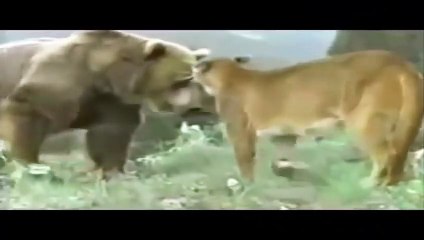 Wild Animal Attacks   Big Battle Animals Real Fight   Video HD