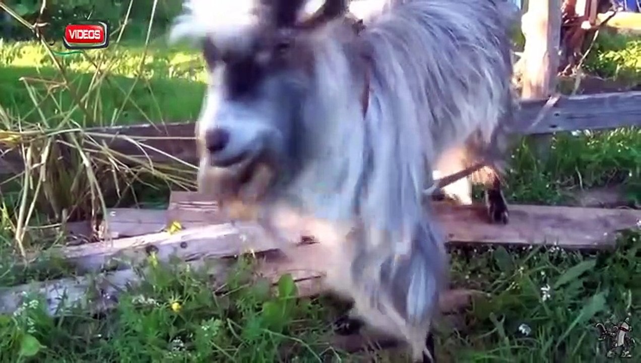 Watch Animals Are Awesome Too! Humans   People Are Awesome Spoof