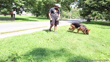 Dog Training Tutorial - DISTRACTIONS (Part 1)