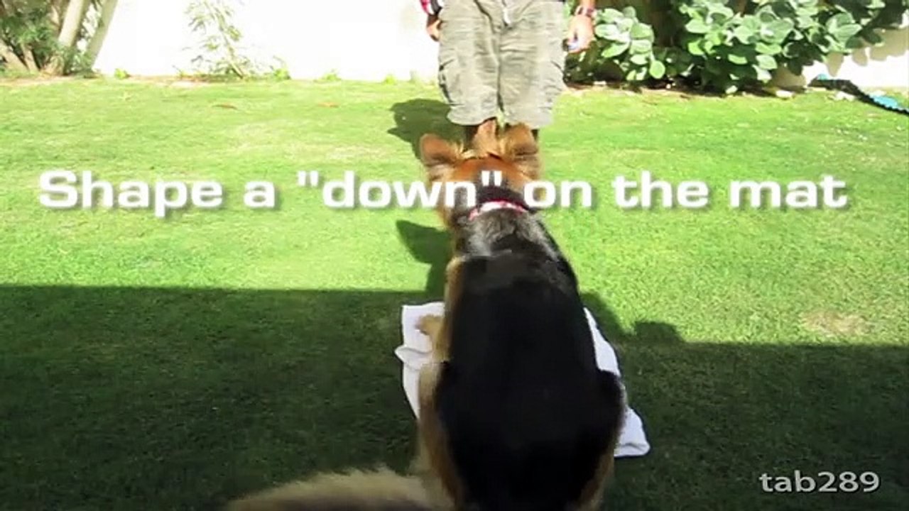 How To Train A Dog To Settle Down Relax Vidéo Dailymotion