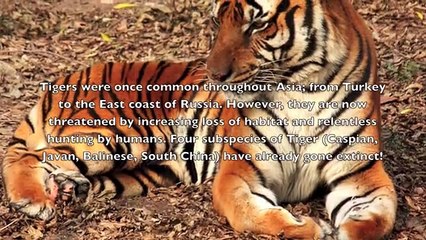 Top 10 - Most Endangered Animals