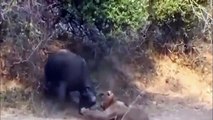 Lion vs Buffalo - Lion vs Buffalo Real Fight - Male Lions Attack