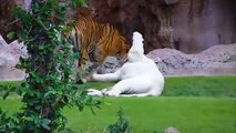 White Tiger and Bengal Tiger - Loro Parque - Tenerife [Full HD]