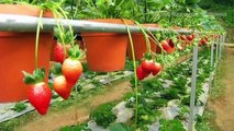 5 Steps Growing Strawberries Upside Down