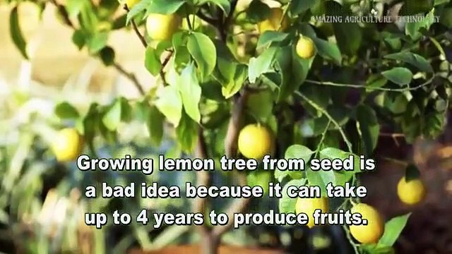 How to Grow Lemon tree in Pots for Endless Supply - more fruits at home