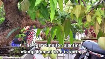 How to grow Mango Tree in Pot - Complete Growing Guide